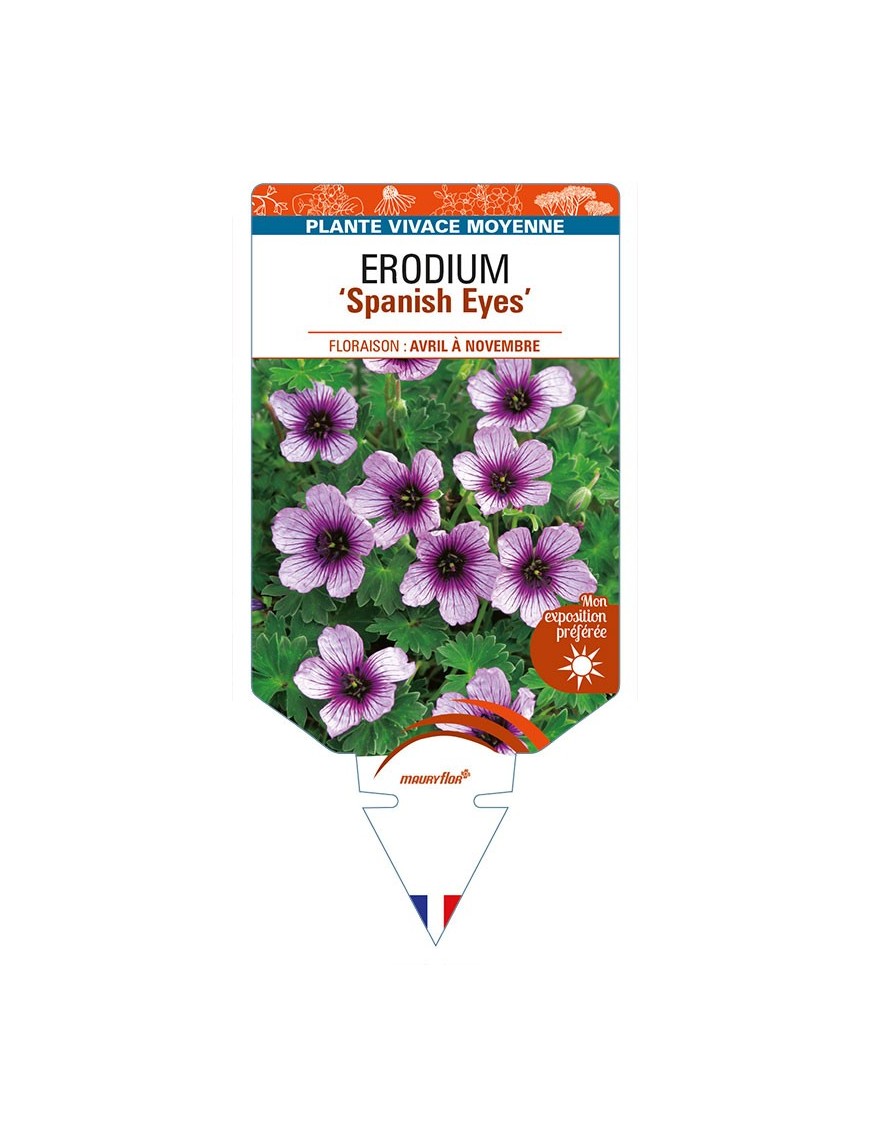 ERODIUM 'Spanish Eyes'
