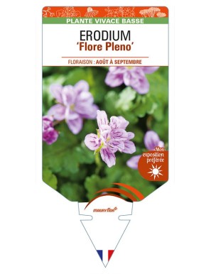 ERODIUM (x variabile) 'Flore Pleno'