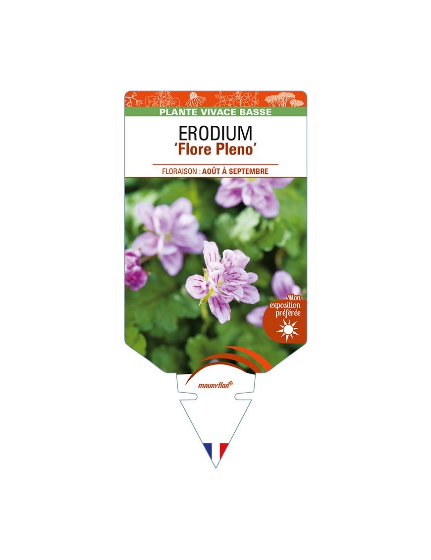 ERODIUM (x variabile) 'Flore Pleno'