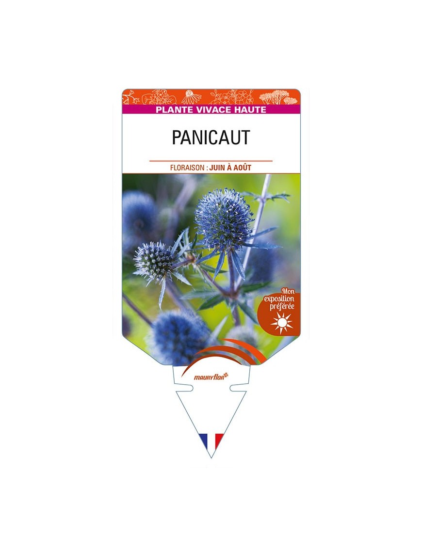 ERYNGIUM planum voir PANICAUT