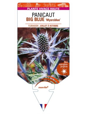 ERYNGIUM x zabelii BIG BLUE 'Myersblue' voir PANICAUT