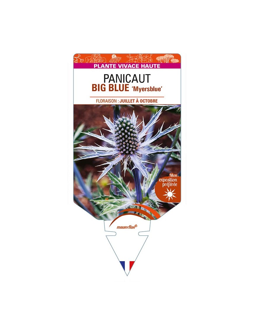 ERYNGIUM x zabelii BIG BLUE 'Myersblue' voir PANICAUT