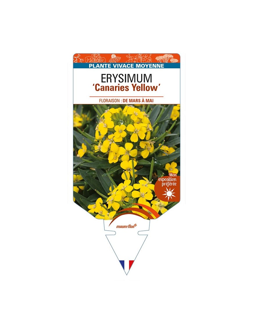 ERYSIMUM 'Canaries Yellow'