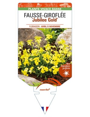ERYSIMUM 'Jubilee Gold' voir FAUSSE-GIROFLÉE