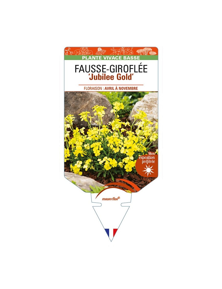 ERYSIMUM 'Jubilee Gold' voir FAUSSE-GIROFLÉE