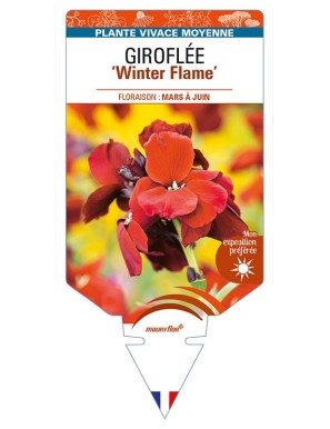 ERYSIMUM 'Winter Flame' voir GIROFLÉE