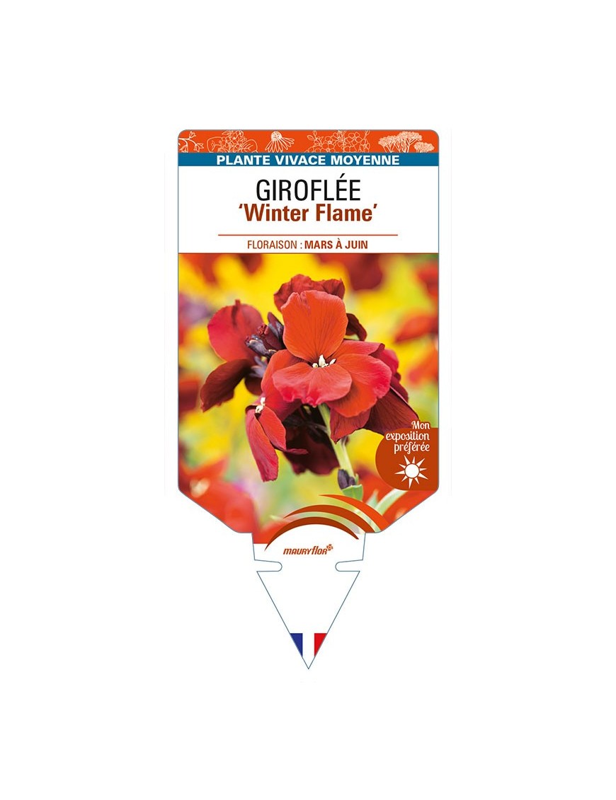 ERYSIMUM 'Winter Flame' voir GIROFLÉE