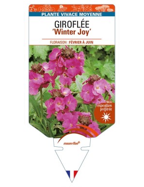 ERYSIMUM 'Winter Joy' voir GIROFLÉE