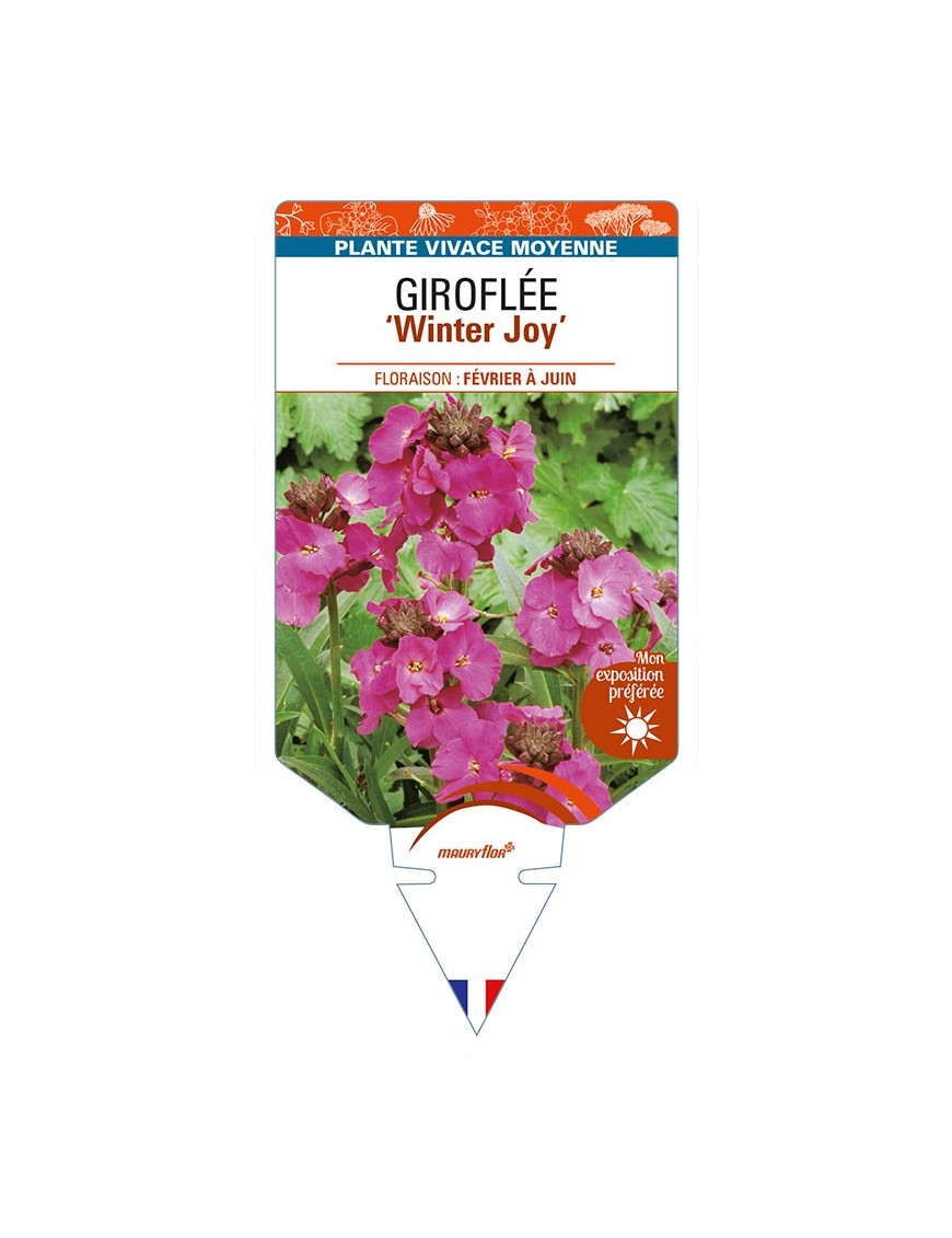 ERYSIMUM 'Winter Joy' voir GIROFLÉE