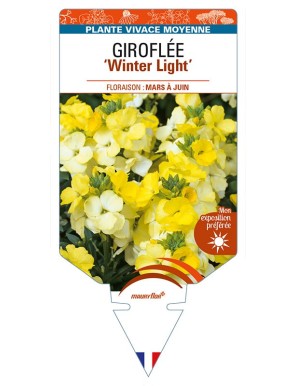 ERYSIMUM 'Winter Light' voir GIROFLÉE