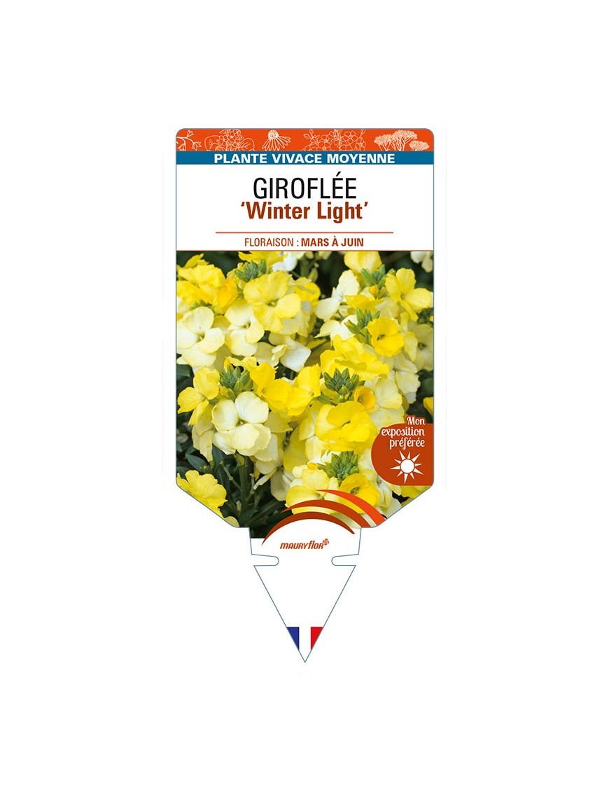 ERYSIMUM 'Winter Light' voir GIROFLÉE