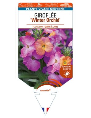 ERYSIMUM 'Winter Orchid' voir GIROFLÉE