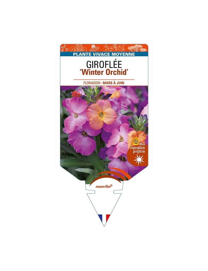 ERYSIMUM 'Winter Orchid' voir GIROFLÉE