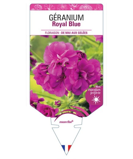 GÉRANIUM ROYAL BLUE