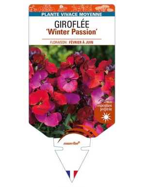 ERYSIMUM 'Winter Passion' voir GIROFLÉE