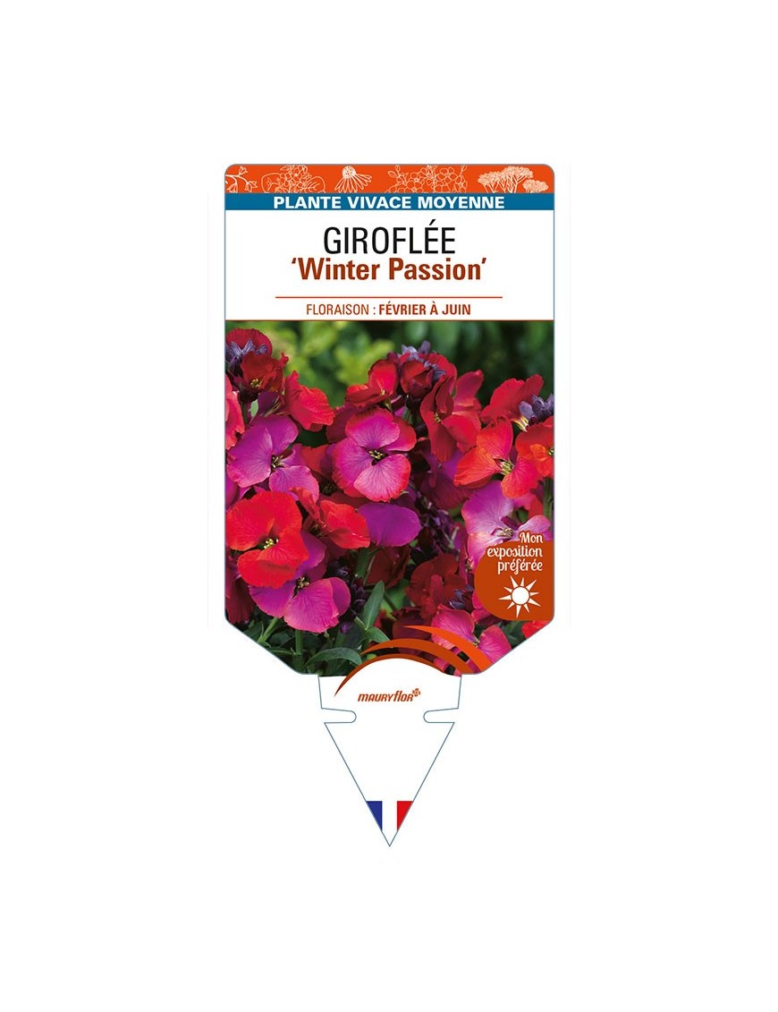 ERYSIMUM 'Winter Passion' voir GIROFLÉE