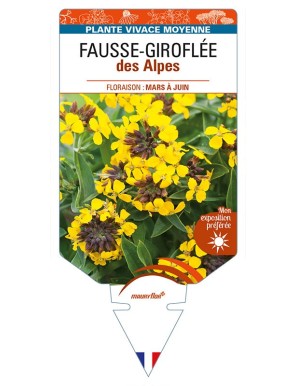 ERYSIMUM alpinum voir FAUSSE-GIROFLÉE