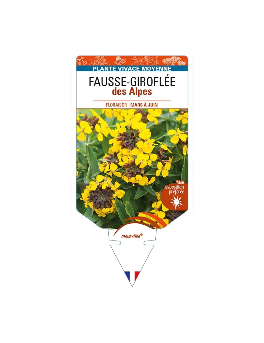ERYSIMUM alpinum voir FAUSSE-GIROFLÉE