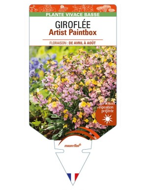 ERYSIMUM Artist Paintbox voir GIROFLÉE