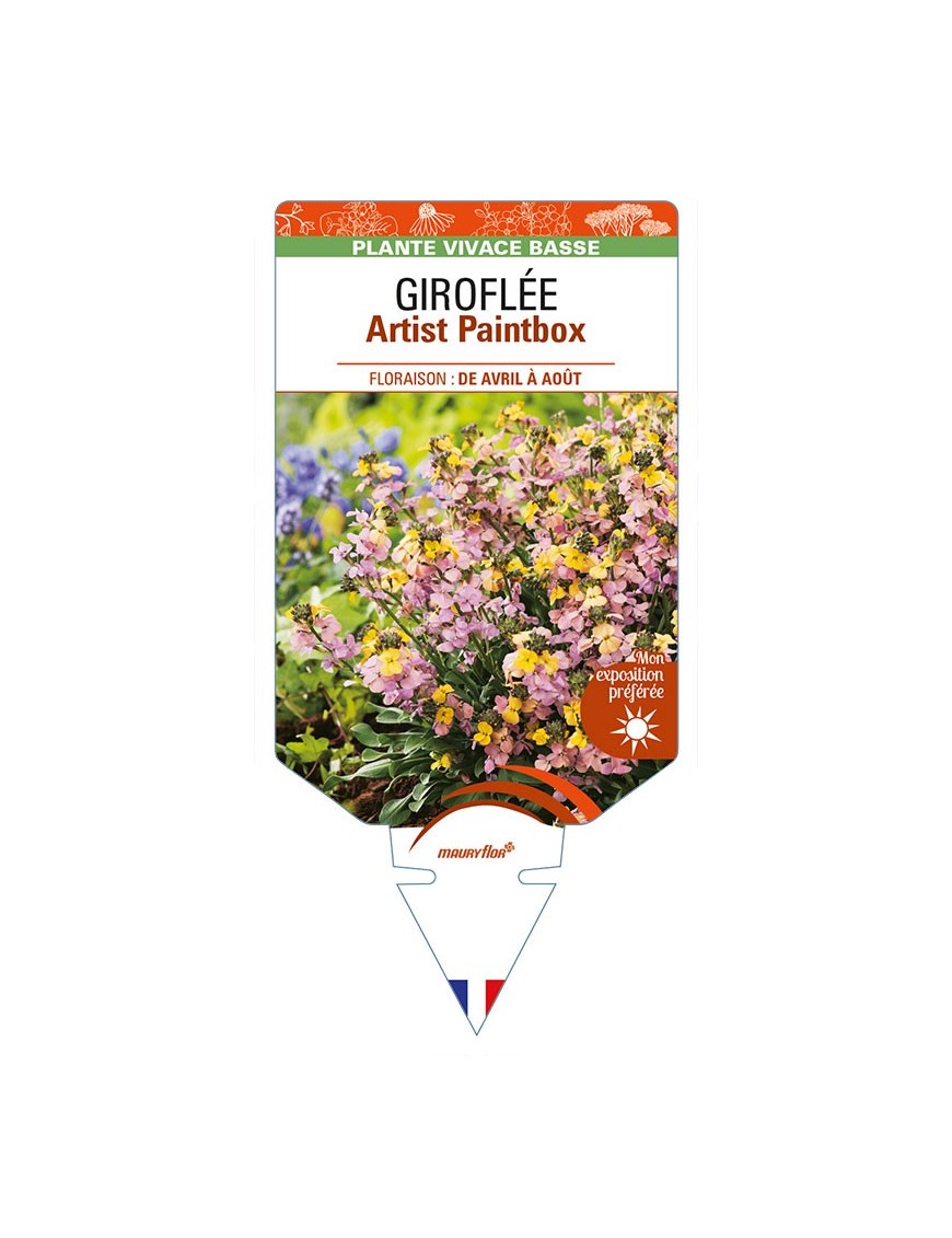ERYSIMUM Artist Paintbox voir GIROFLÉE