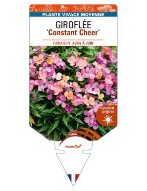 ERYSIMUM cheiri 'Constant Cheer' voir GIROFLÉE