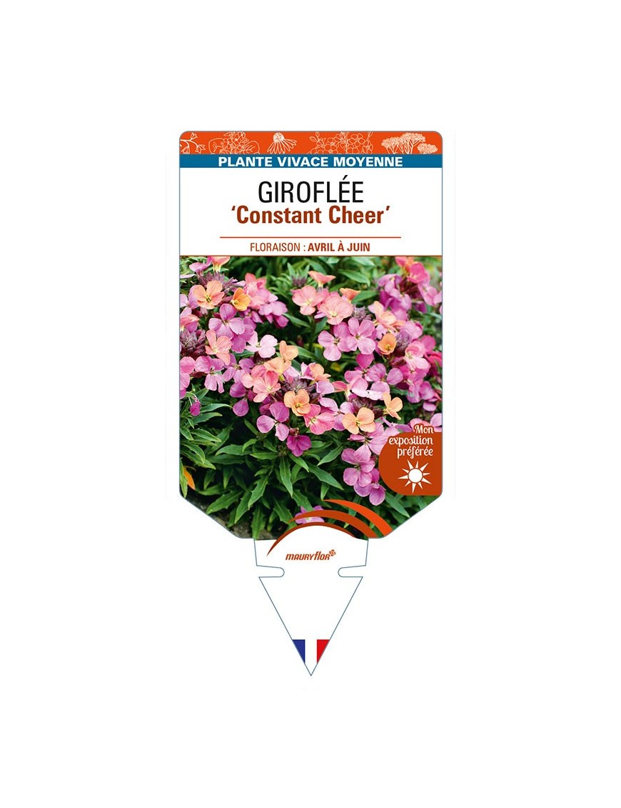 ERYSIMUM cheiri 'Constant Cheer' voir GIROFLÉE
