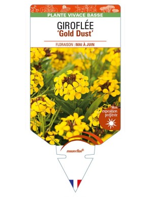 ERYSIMUM cheiri 'Gold Dust' voir GIROFLÉE