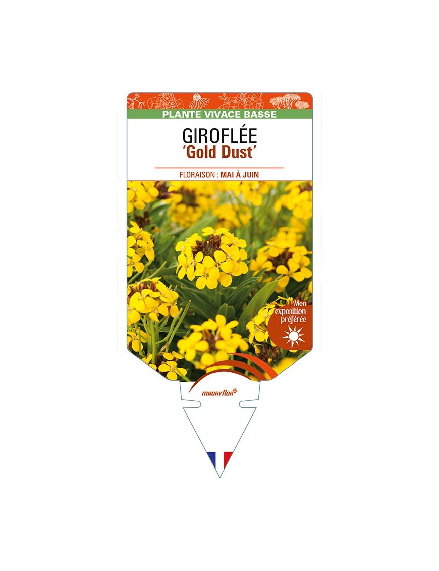 ERYSIMUM cheiri 'Gold Dust' voir GIROFLÉE