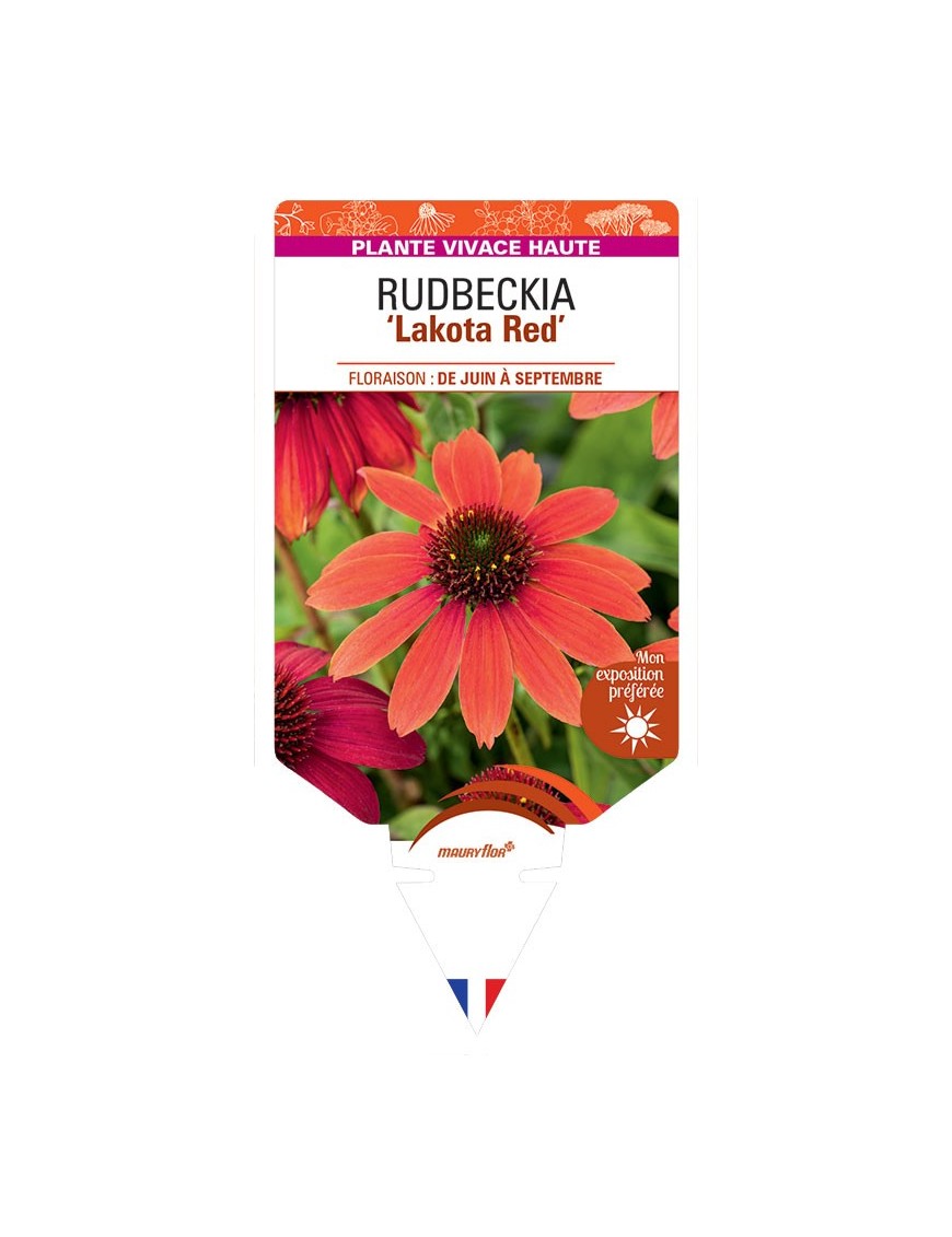 ECHINACEA purpurea Lakota Red voir Rudbeckia