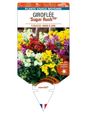 ERYSIMUM cheiri Sugar RushTM voir GIROFLÉE