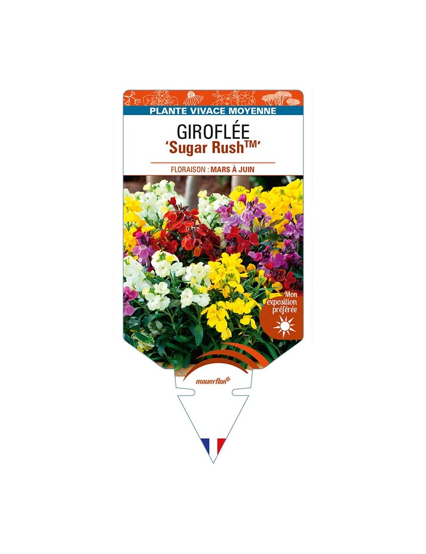 ERYSIMUM cheiri Sugar RushTM voir GIROFLÉE