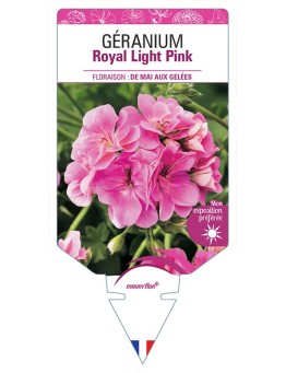 GÉRANIUM ROYAL LIGHT PINK
