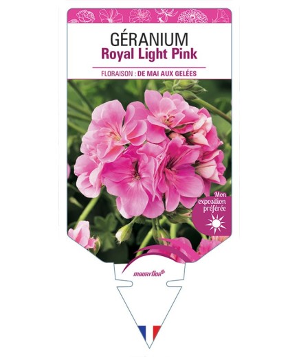 GÉRANIUM ROYAL LIGHT PINK