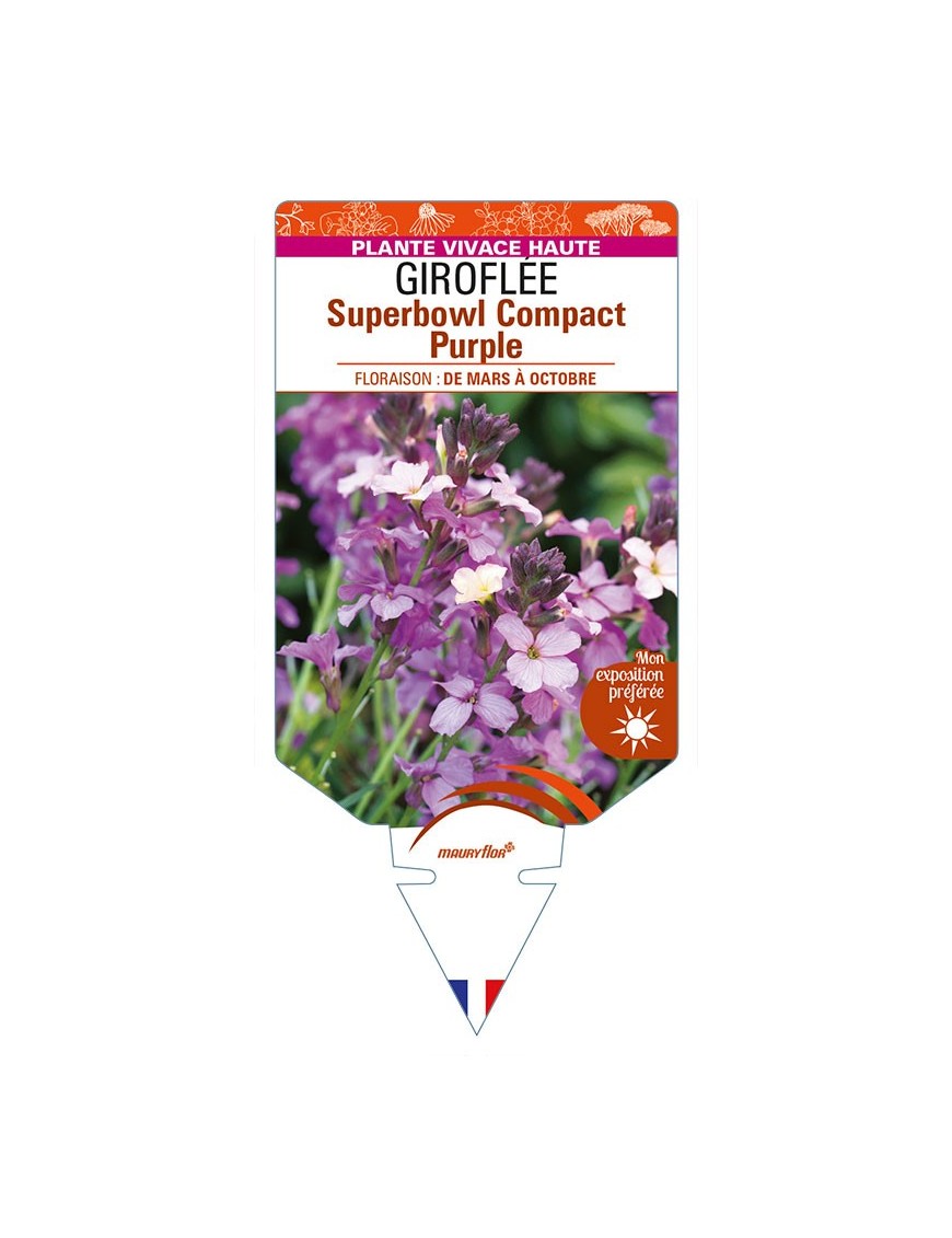 ERYSIMUM linifolium Superbowl Compact Purple voir GIROFLÉE