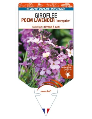 ERYSIMUM POEM LAVENDER 'Inerypolav' voir GIROFLÉE