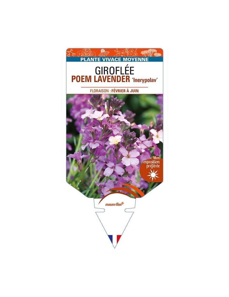 ERYSIMUM POEM LAVENDER 'Inerypolav' voir GIROFLÉE