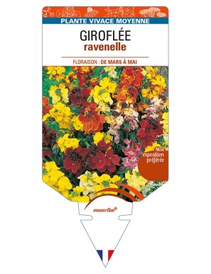 ERYSIMUM ravenelle voir GIROFLÉE