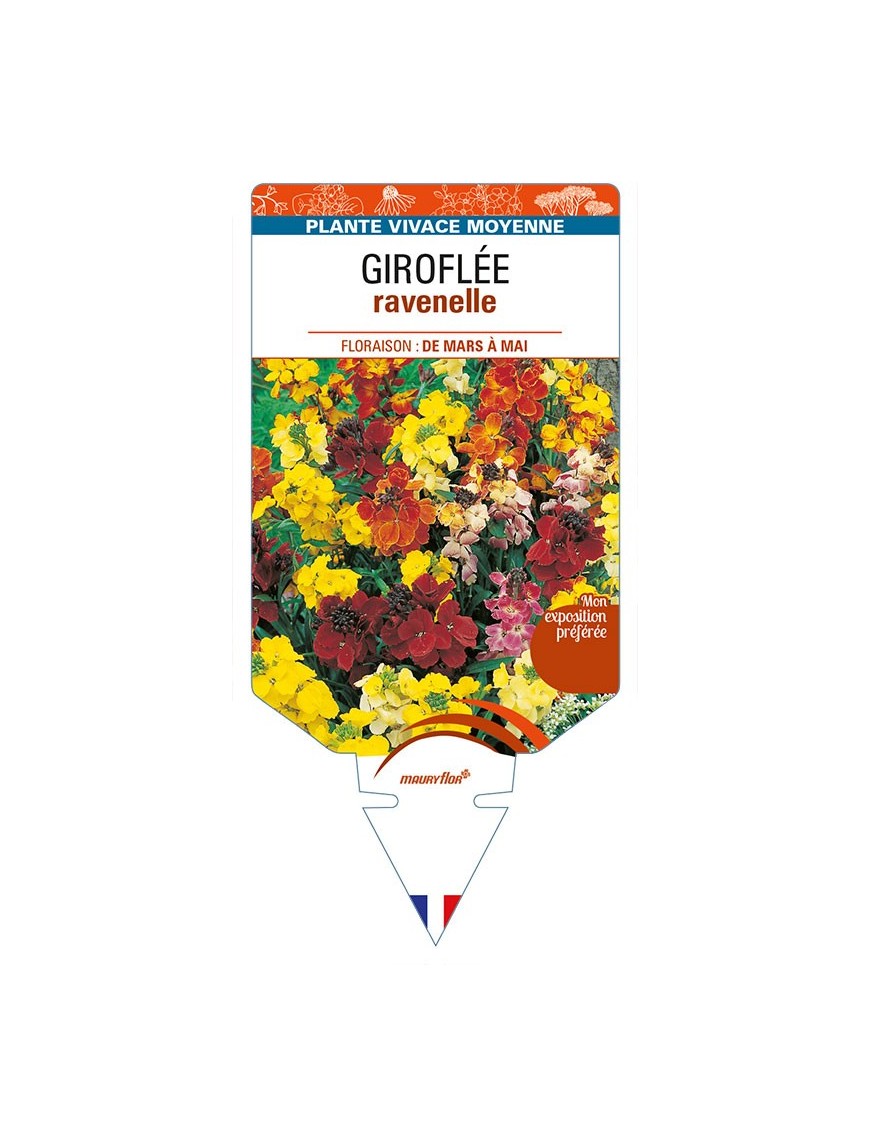 ERYSIMUM ravenelle voir GIROFLÉE
