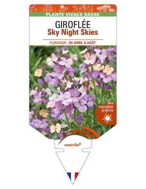 ERYSIMUM Sky Night Skies voir GIROFLÉE