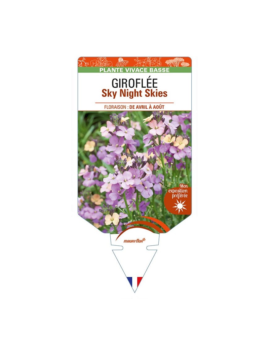 ERYSIMUM Sky Night Skies voir GIROFLÉE
