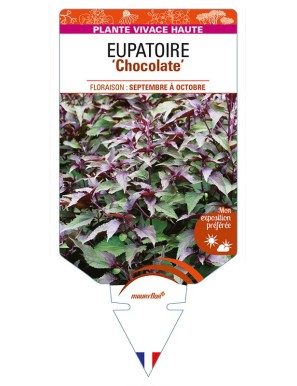 EUPATORIUM rugosum 'Chocolate' voir EUPATOIRE