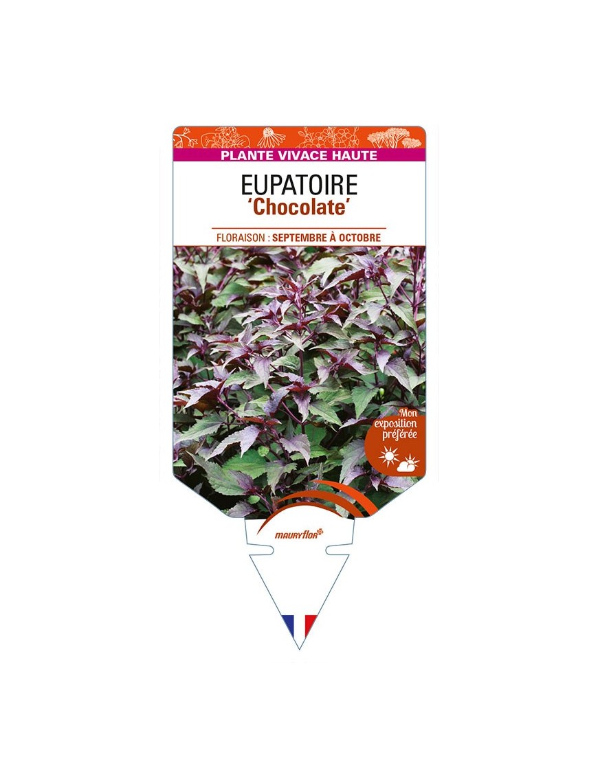 EUPATORIUM rugosum 'Chocolate' voir EUPATOIRE