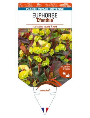 EUPHORBIA 'Efanthia'