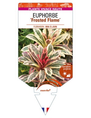 EUPHORBIA (amygdaloides) 'Frosted Flame'