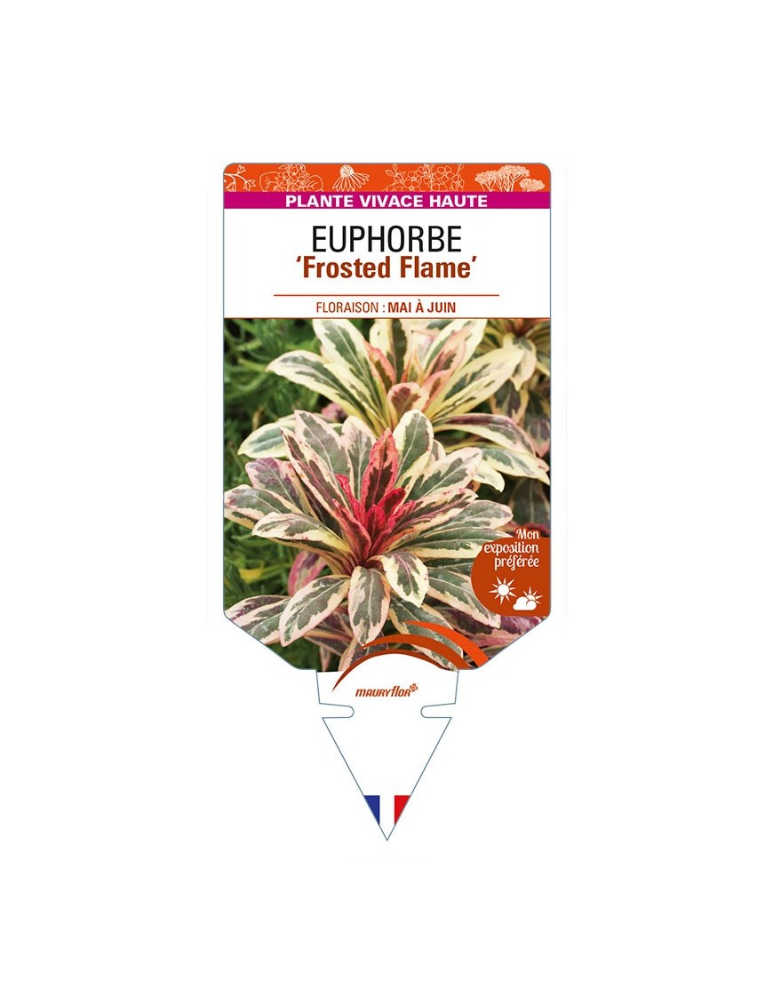 EUPHORBIA (amygdaloides) 'Frosted Flame'