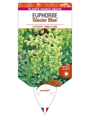 EUPHORBIA (characias) 'Glacier Blue'
