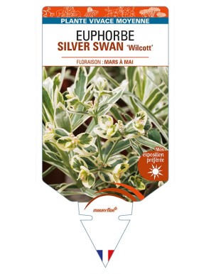 EUPHORBIA (characias) SILVER SWAN 'Wilcott'