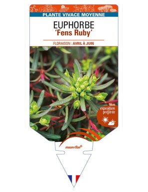 EUPHORBIA (cyparissias) 'Fens Ruby'