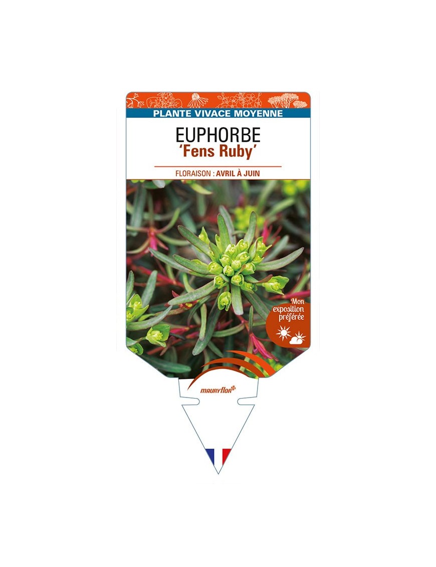 EUPHORBIA (cyparissias) 'Fens Ruby'