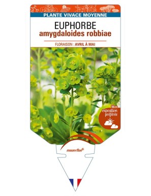 EUPHORBIA amygdaloides robbiae